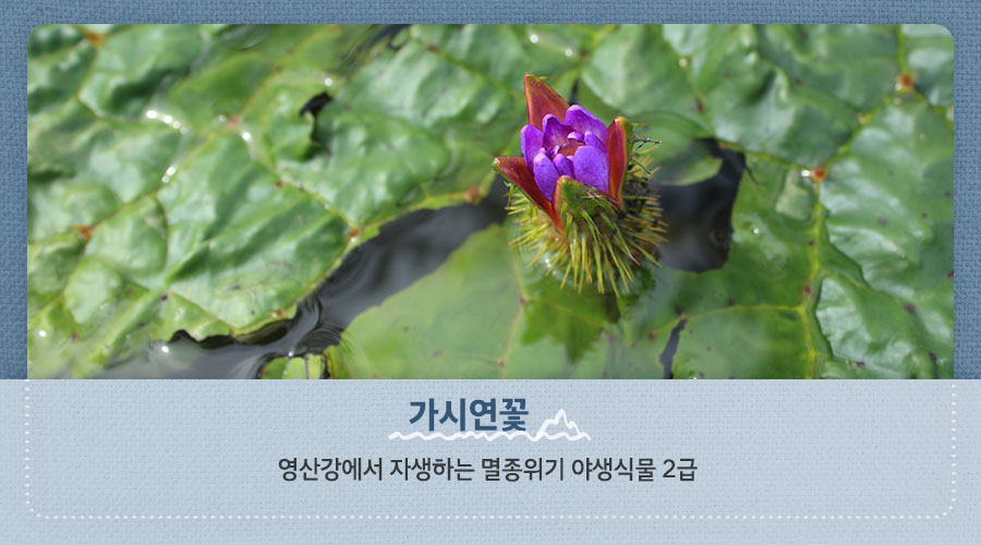 가시연꽃 : 영산강에서 자생하는 멸종위기 야생식물 2급