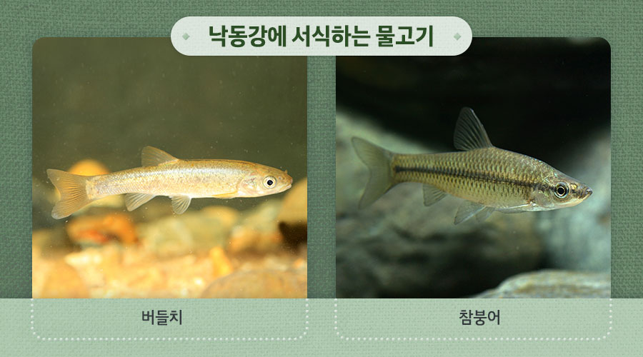 낙동강에 서식하는 물고기 : 버들치, 참붕어