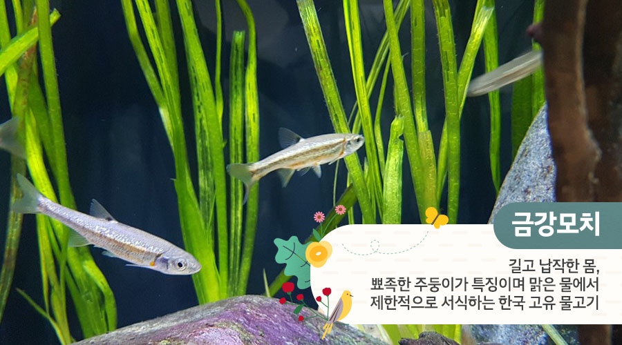 금강모치 : 뾰족한 주둥이가 특징이며 맑은 물에서 제한적으로 서식하는 한국 고유 물고기