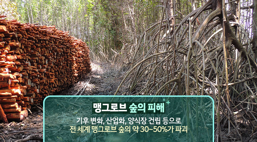 맹그로브 숲의 피해 : 기후 변화, 산업화, 양식장 건립 등으로 전 세계 맹그로브 숲의 약 30~50%가 파괴