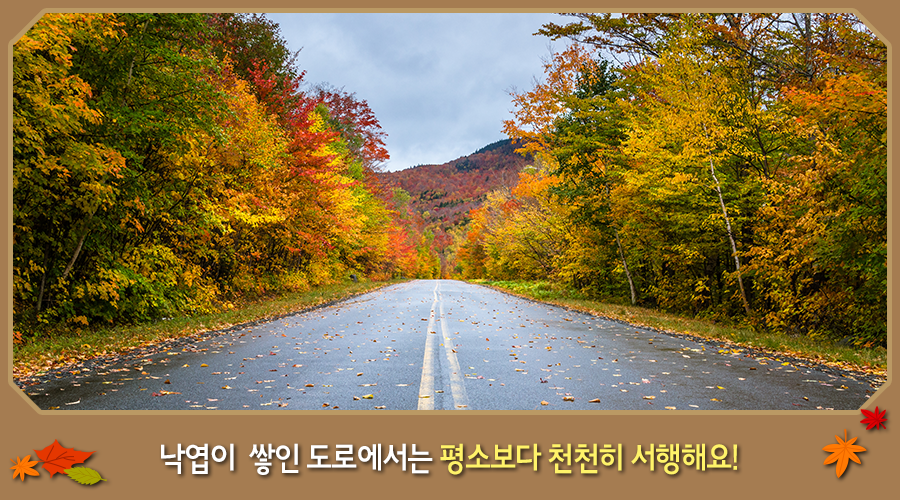 낙엽이 쌓인 도로에서는 평소보다 천천히 서행해요!