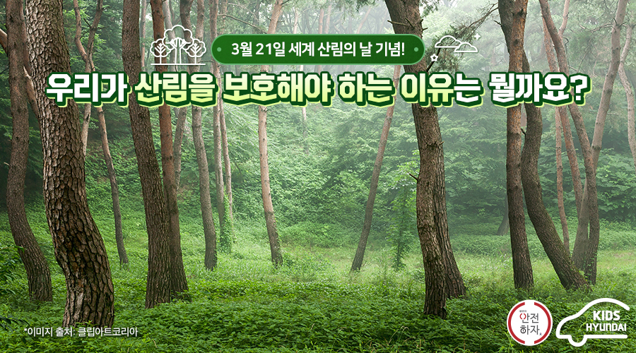 3월 21일 세계 산림의 날 기념! 우리가 산림을 보호해야 하는 이유는 뭘까요?